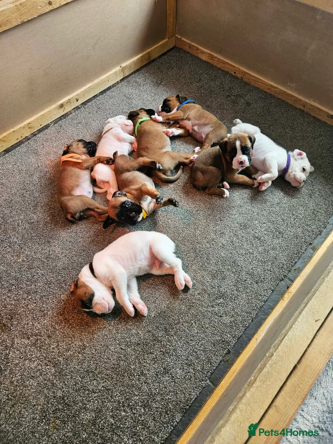 Boxer dogs for sale: Boxer Pups in Doncaster - Advert 1