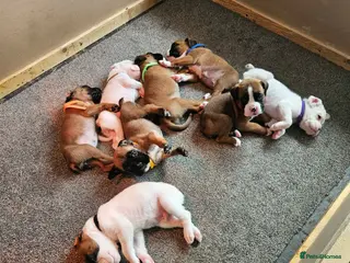 Boxer dogs Boxer Pups - Advert 10