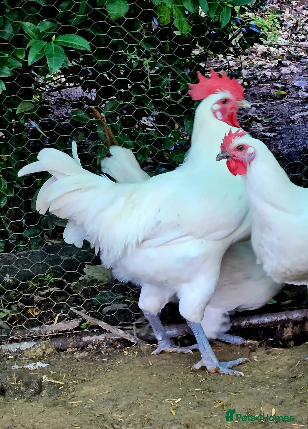 Chickens poultry for sale: La Bresse - Point of Lay hens and hatching eggs - Advert 6