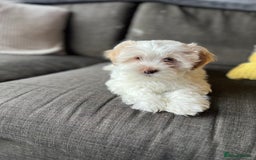 Maltese dogs for sale: maltese puppy for a new family - Image 4