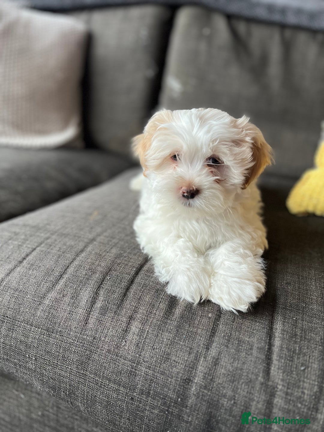 Maltese dogs for sale: maltese puppy for a new family - Image 4