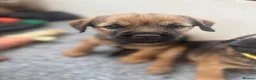 Border Terrier dogs for sale: KC Border Terrier Puppies - Advert 8