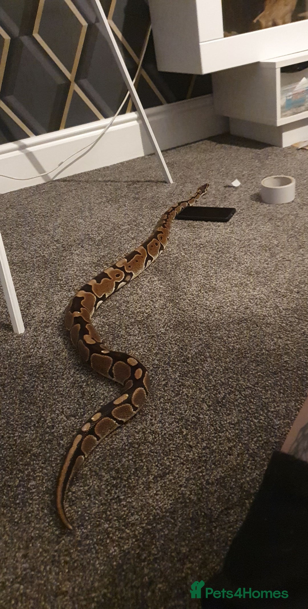 Python Snake reptiles for sale: male royal python  - Advert 3