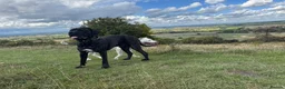 Cane Corso dogs for stud: Stud looking for female  - Advert 8