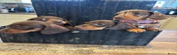 Dachshund dogs for sale: Dachshund puppies - Advert 5