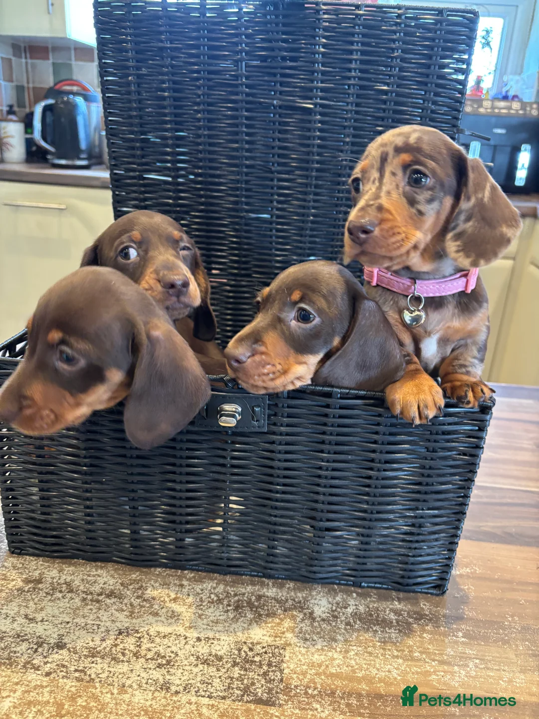 Dachshund dogs for sale: Dachshund puppies - Advert 5