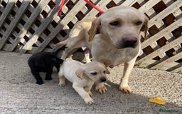 Labrador Retriever dogs for sale: Beautiful chunky Labrador pups NOW READY - Image 15
