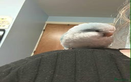 Parrots birds for sale: Hand reared Quaker and Conure chicks - Image 25