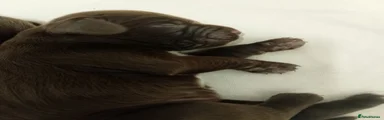 Sprocker 7