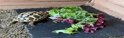 Hermann Tortoise reptiles for sale: Hermann tortoise and table  - Advert 3