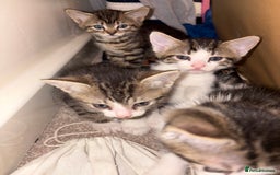 British Shorthair cats for sale: kittens  - Image 2