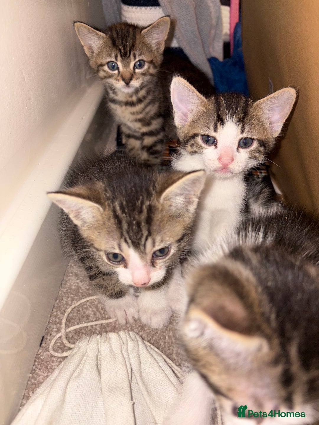 British Shorthair cats for sale: kittens  - Image 2