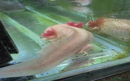 Other/Mixed Breed fish for sale: Axolotls - Advert 4