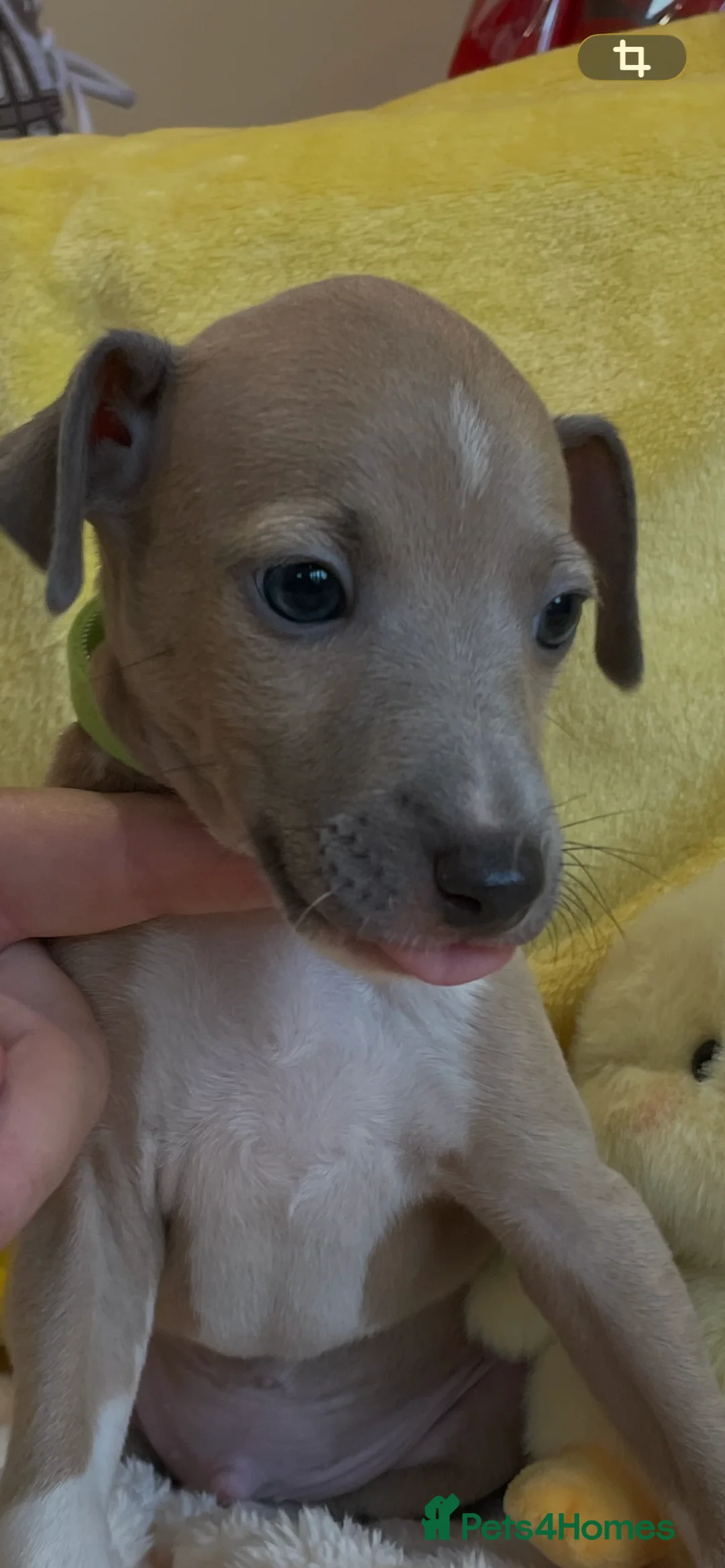 Mixed Breed dogs for sale: Gorgeous 3/4 ITALIAN GREYHOUND pups - Advert 19