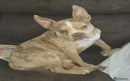 American Bully dogs for stud: Stud male  - Image 8