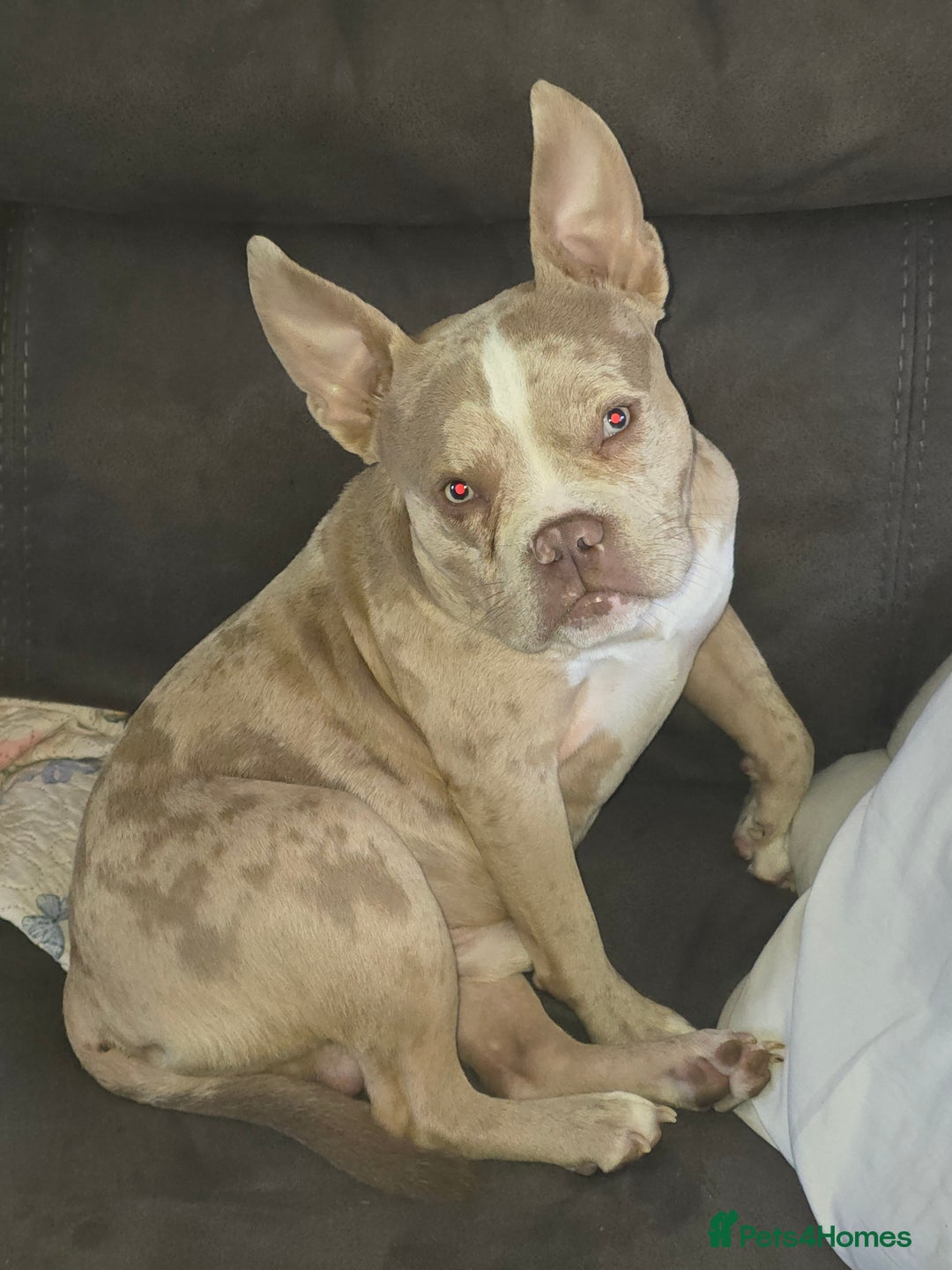 American Bully dogs for stud: Stud male  - Image 8