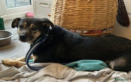 Mixed Breed dogs for adoption: Joey - Norwich Norfolk  - Image 5