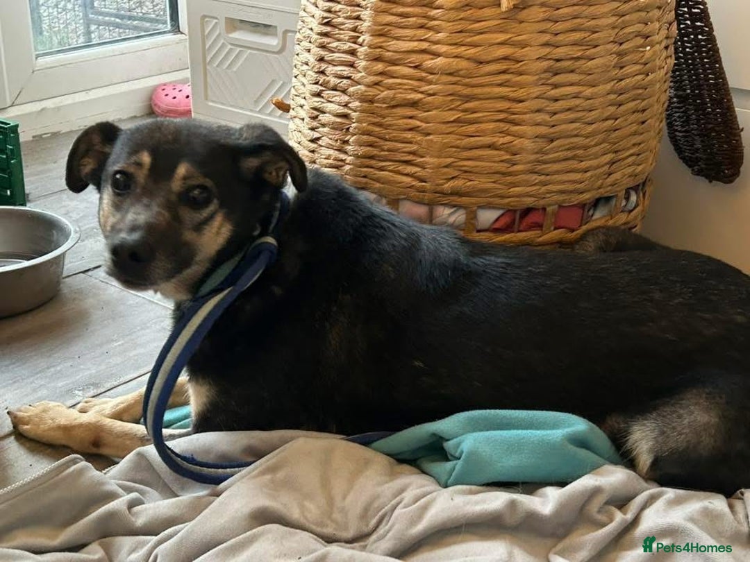 Mixed Breed dogs for adoption: Joey - Norwich Norfolk  - Image 5
