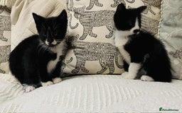 Mixed Breed cats for sale: Kittens  - Image 4