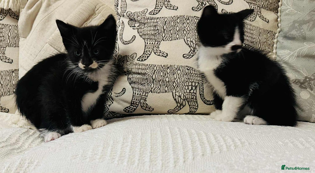 Mixed Breed cats for sale: Kittens  - Image 4