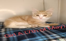 Maine Coon cats for sale: 'PuuureLove' Maine Coon kittens  - Image 12