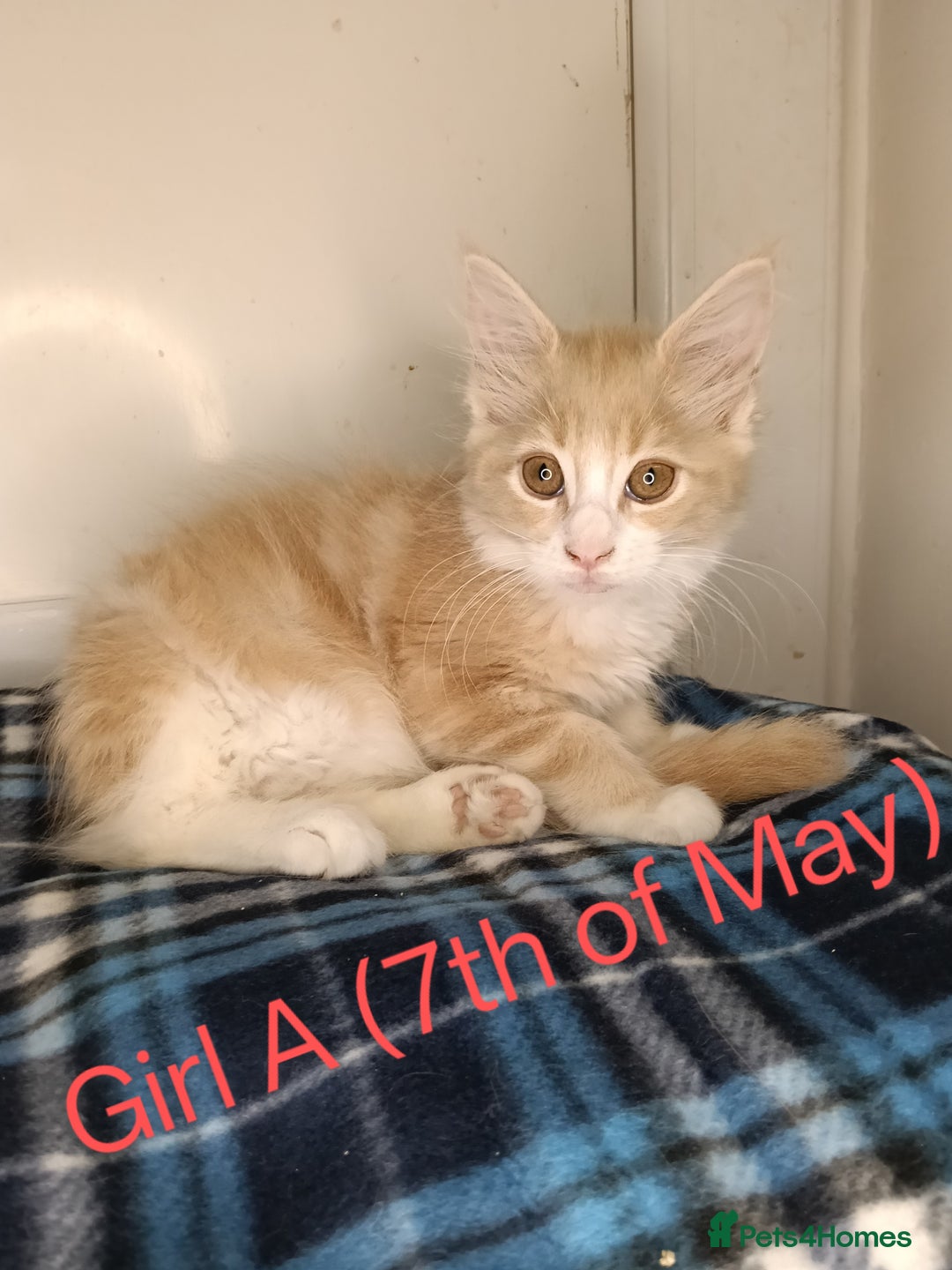 Maine Coon cats for sale: 'PuuureLove' Maine Coon kittens  - Image 12