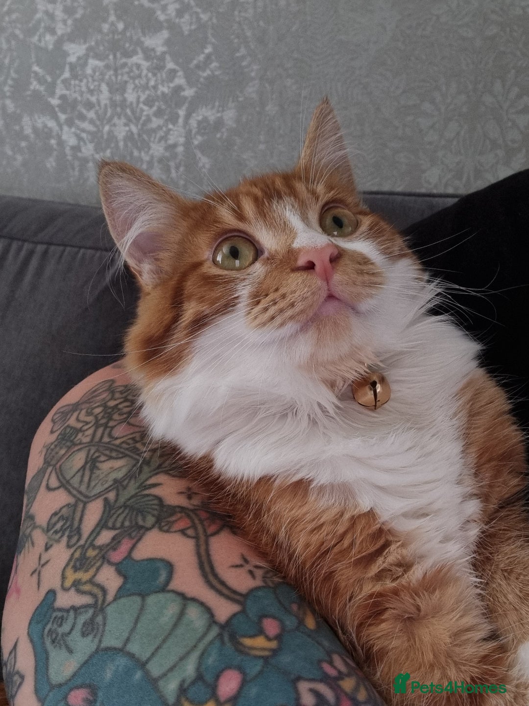 Maine Coon cats for sale: Ginger male maine coon mix - Image 1