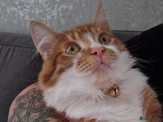 Maine Coon cats - Advert 36