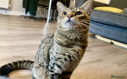 British Longhair cats for sale: FREE: re-home tortoise shell and tabby  - Image 6