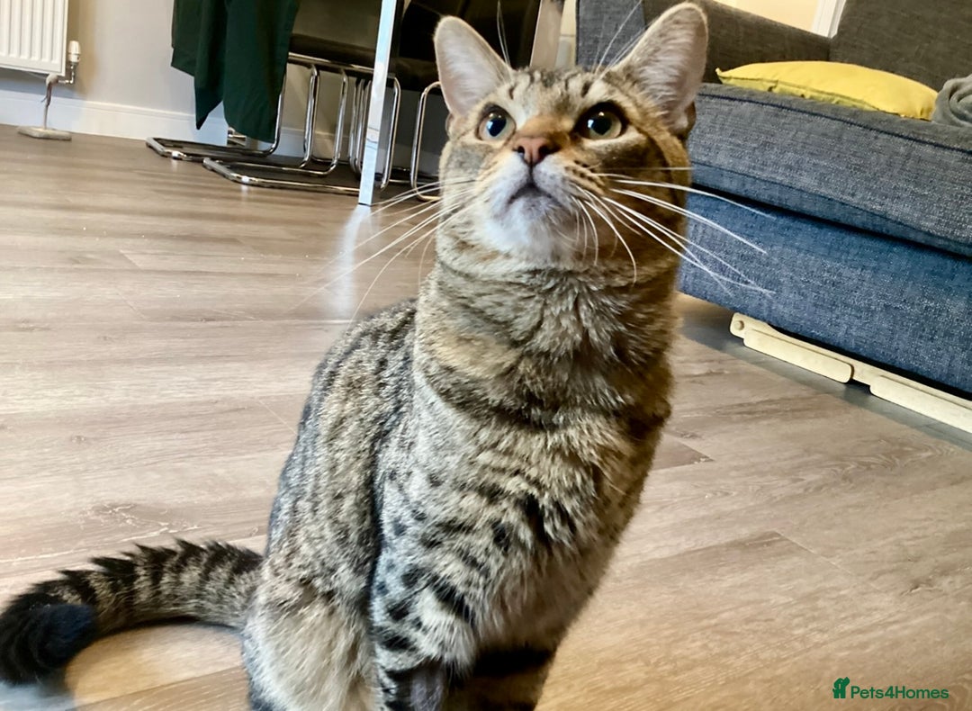 British Longhair cats for sale: FREE: re-home tortoise shell and tabby  - Image 6
