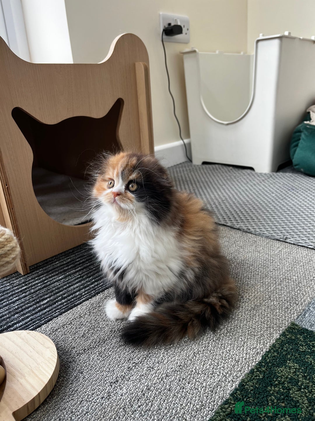 Scottish Fold cats for sale: TICA registered Scottish Fold Girl - Image 6