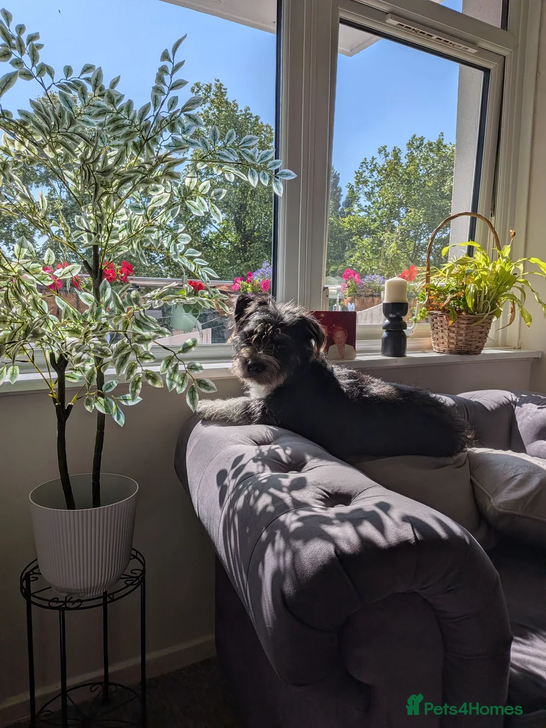 Mixed Breed dogs for sale: Male 9 month old dog  - Advert 2
