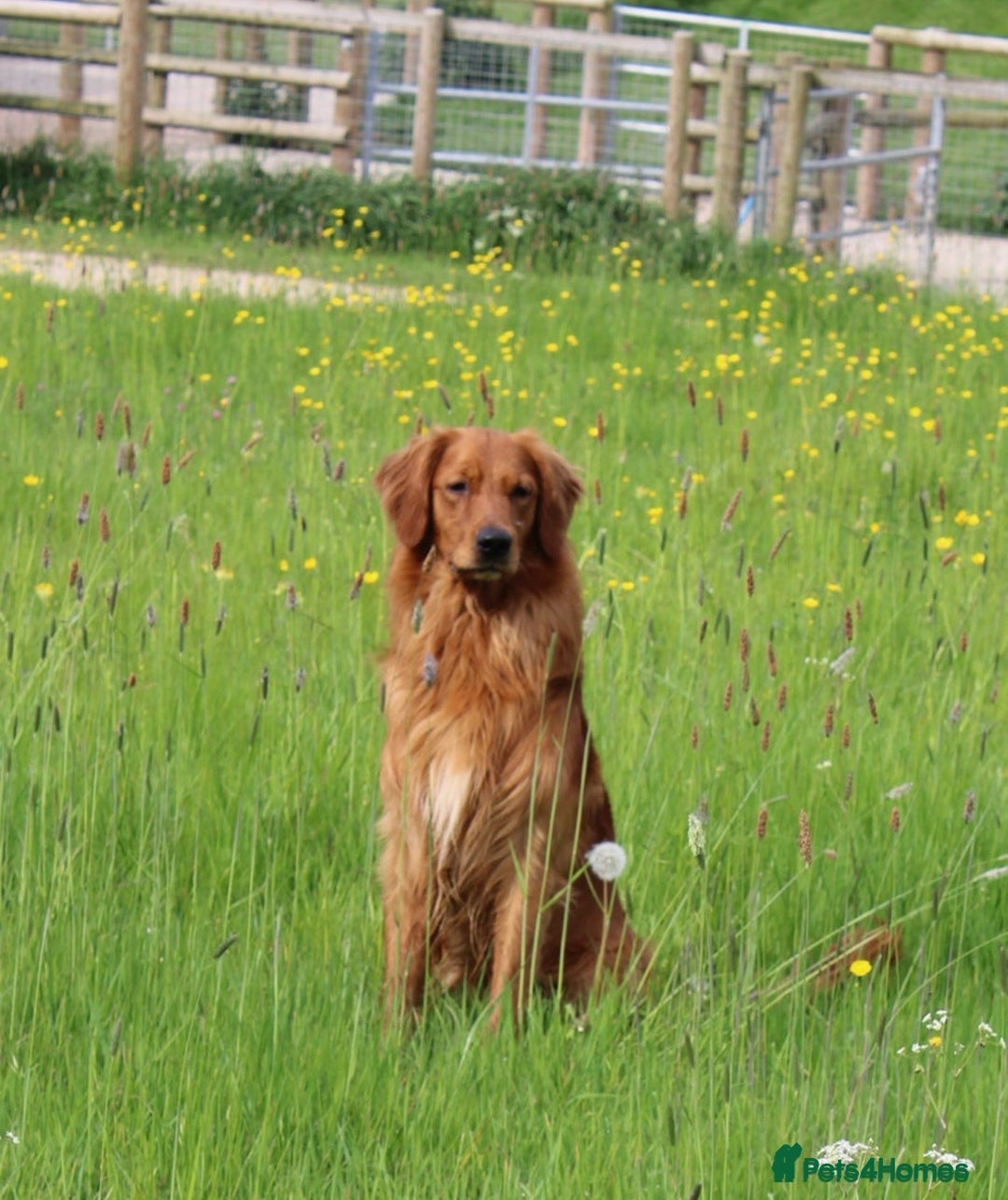 Golden Retriever dogs for sale: Dark Red Working Golden Retriever puppies  - Advert 8