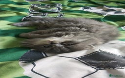 Persian cats for sale: Persian kittens - Image 2