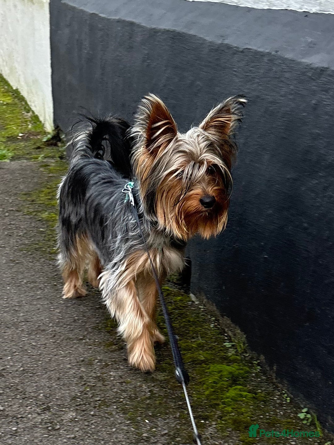 Yorkshire Terrier dogs for stud: For STUD - Advert 2