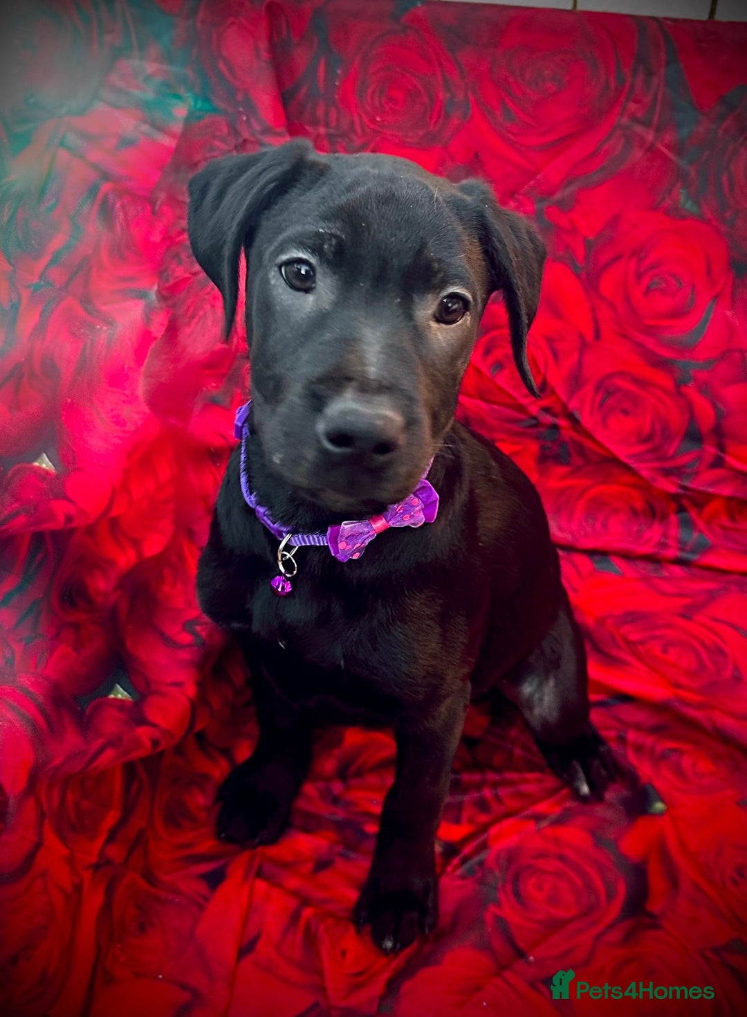 Labrador Retriever dogs for sale: Reduced Happy,Healthy,Beautiful Working Labrador  - Advert 8