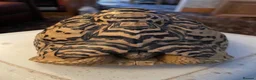 Tortoise reptiles for sale: Tortoise in Macclesfield - Advert 3