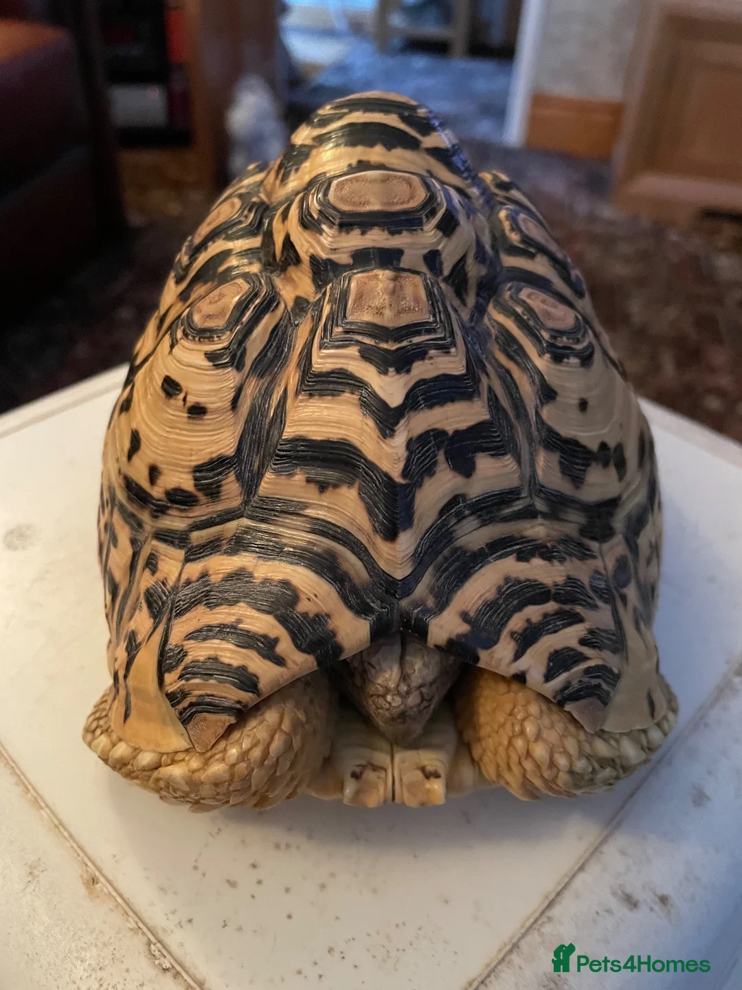 Tortoise reptiles for sale: Tortoise in Macclesfield - Advert 3