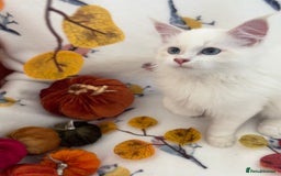 Siberian cats for sale: GCCF Registered Siberian Neva Masquerade Kittens  - Image 7