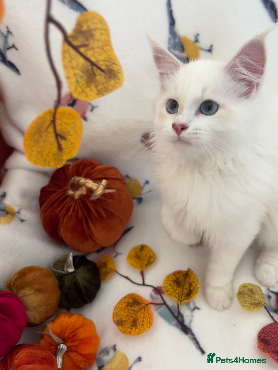 Siberian cats for sale: GCCF Registered Siberian Neva Masquerade Kittens  - Image 7