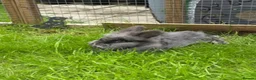 Mixed Breed rabbits for sale: Lion x Rex 3.5years  in Bristol - Advert 3
