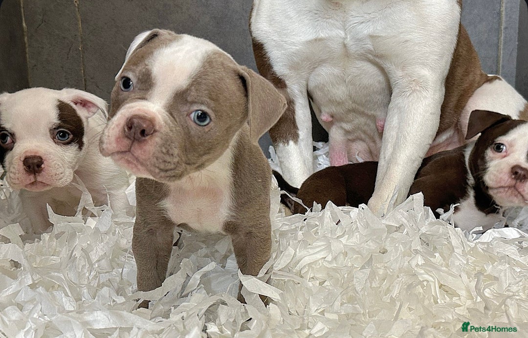 Olde English Bulldogge dogs for sale: 23 YEARS PROFESSIONAL, 5⭐️LICENSED.  - Image 3