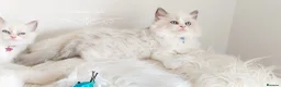 Ragdoll cats for sale: READY😻PURE BEAUTIFUL RAGDOLL 😻😻😻 - Advert 11
