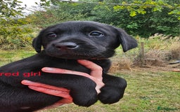Labrador Retriever dogs for sale: KC Reg Labrador Puppies  - Image 12