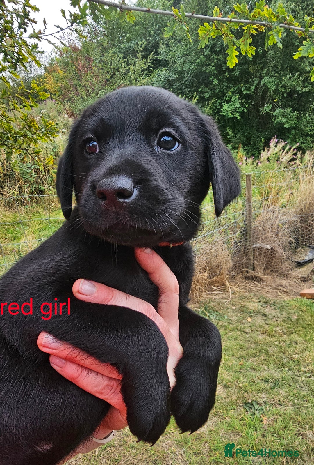 Labrador Retriever dogs for sale: KC Reg Labrador Puppies  - Image 12