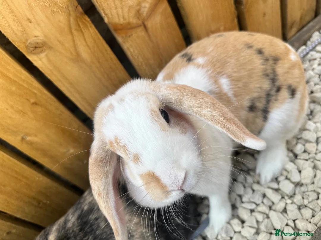 Dwarf Lop rabbits for sale: 2 female 1 yr old indoor rabbits - Advert 5