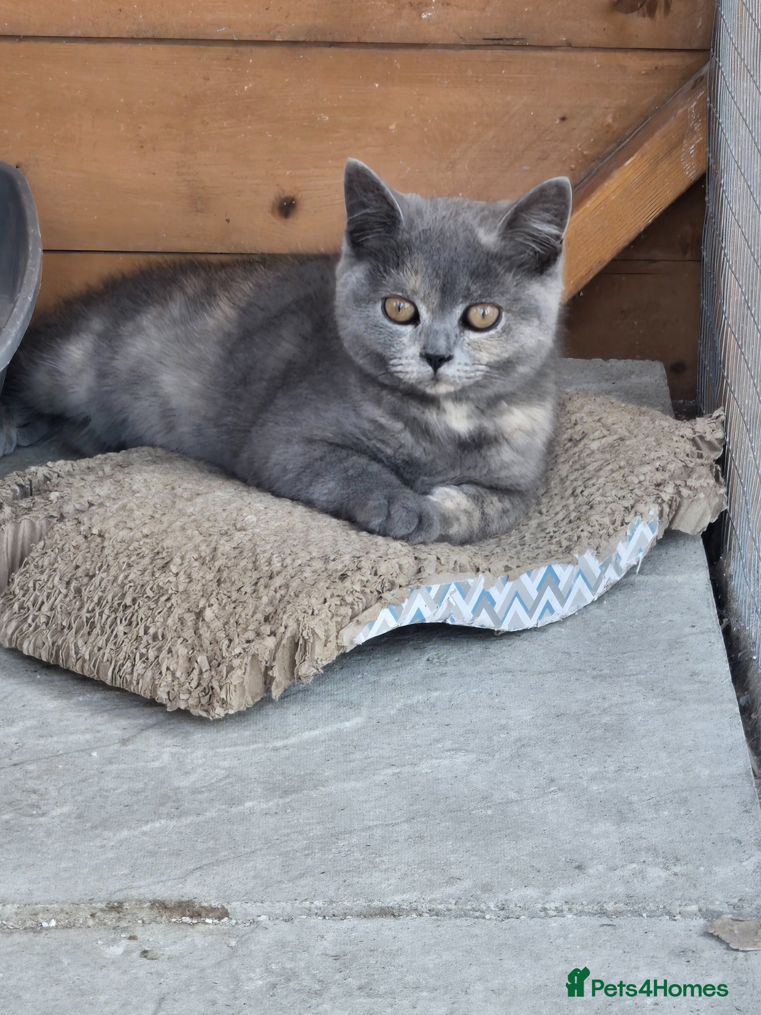 British Shorthair cats ❤️TICA & FULLY VAC❤️ - Advert 12