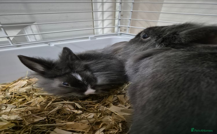 Lionhead rabbits Lionhead x angora rabbits  - Advert 1