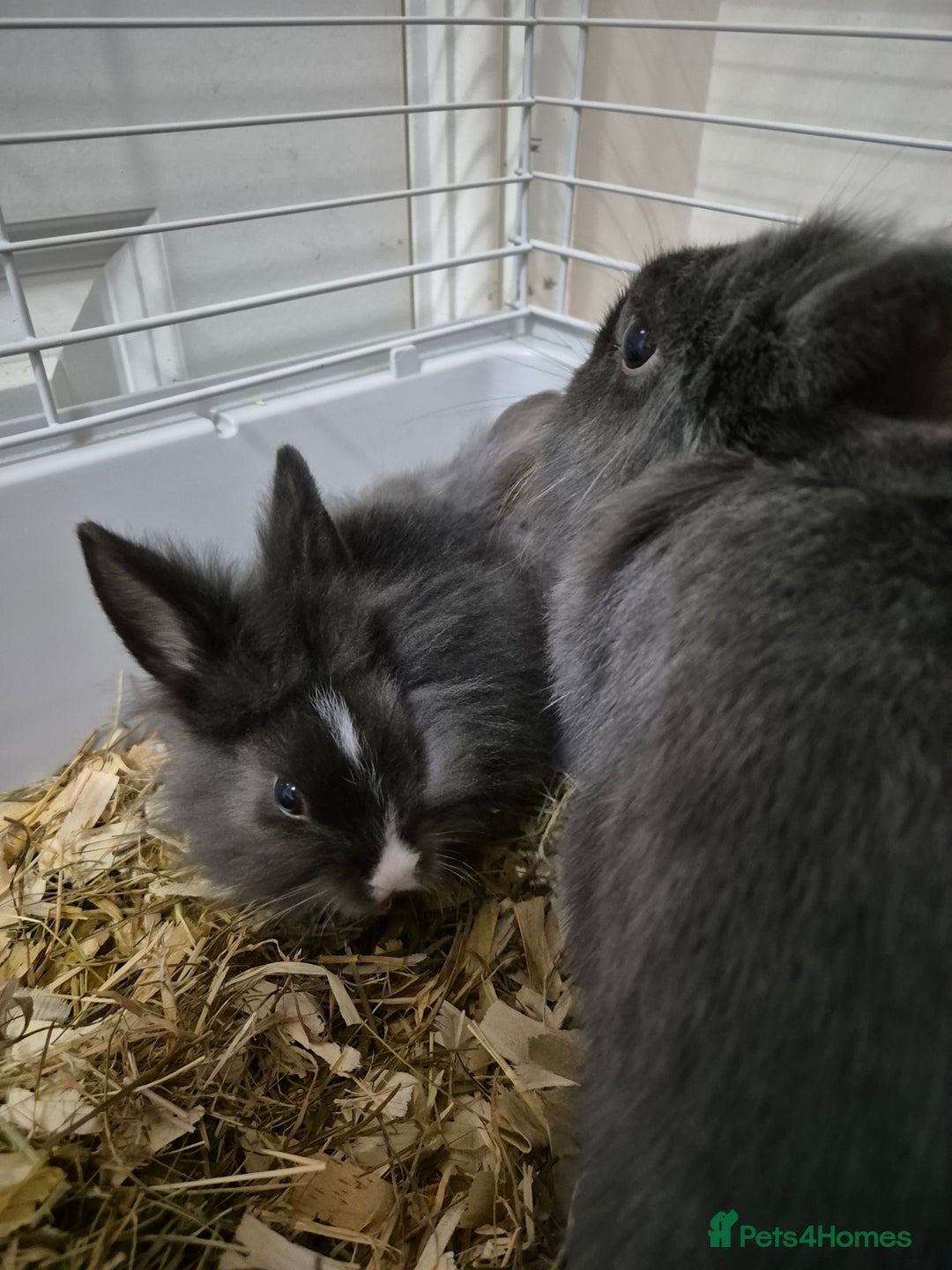 Lionhead rabbits for sale: Lionhead x angora rabbits  - Advert 1