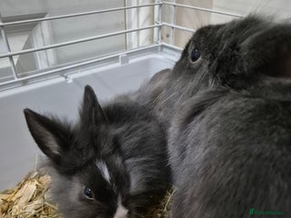 Lionhead rabbits for sale: Lionhead x angora rabbits - Advert 1